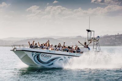 Close Encounter Whale Watching Tour by Boat