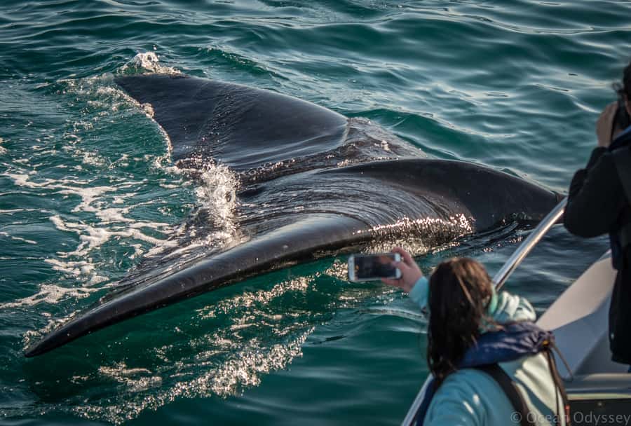 Knysna: Close Encounter Whale Watching Tour by Boat - Dolphins, seals and the rest of the marine show