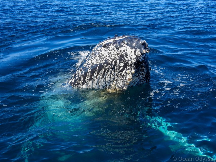 Knysna: Close Encounter Whale Watching Tour by Boat - Small boats and a more personal outing