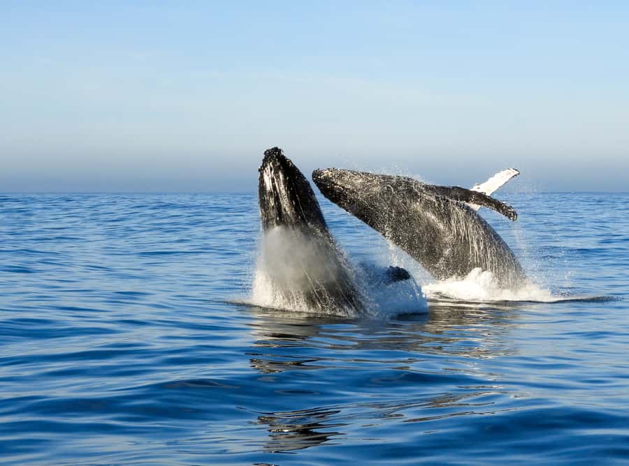 Knysna: Close Encounter Whale Watching Tour by Boat - What the $113 price gets you