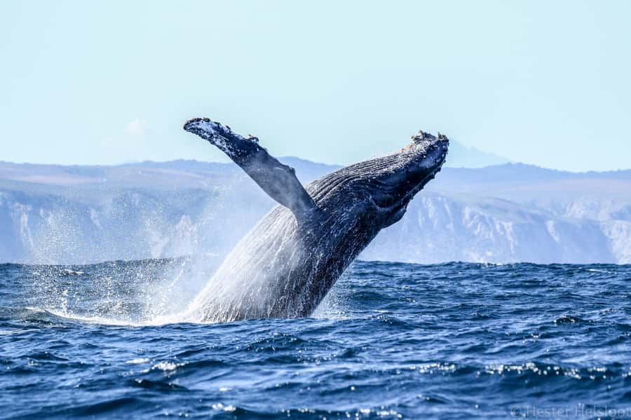 Knysna: Close Encounter Whale Watching Tour by Boat - Weather, safety and the practical details