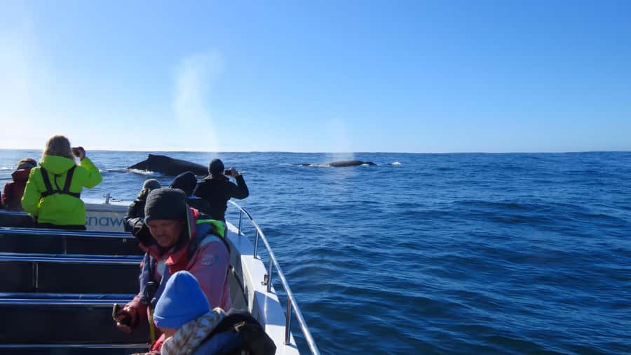 Knysna: Close Encounter Whale Watching Tour by Boat - Who will enjoy this whale-watching trip most