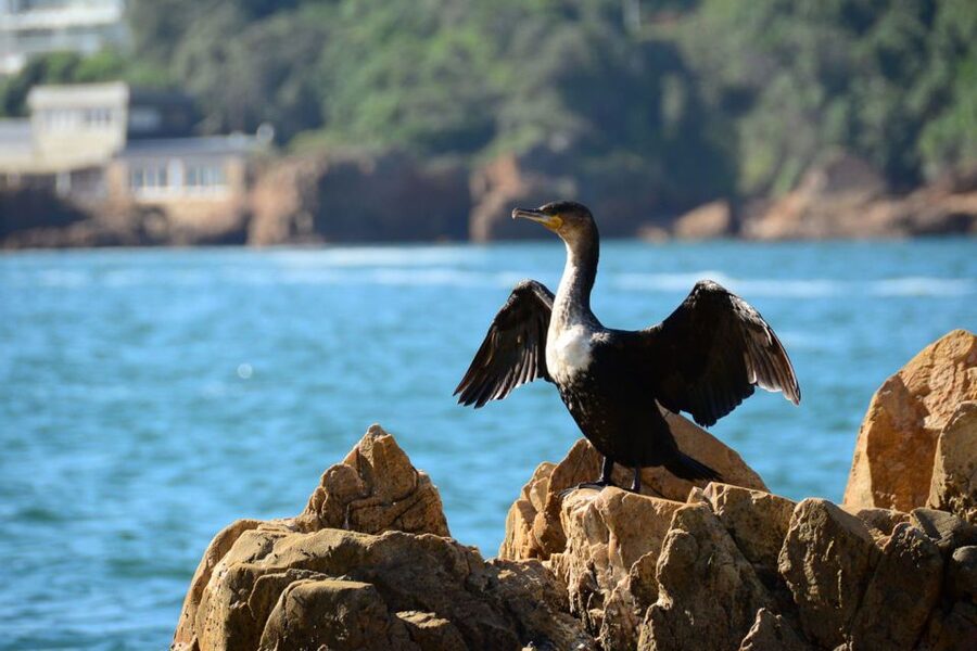 Knysna Heads and Estuary Adventure - Ancient caves and coves you cannot easily see from shore