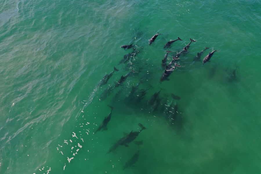 Knysna: Marine Life & Garden Route Coastline Tour - What you might see offshore