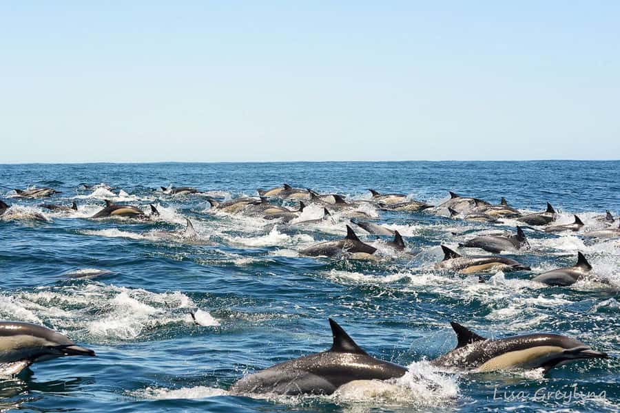 Knysna: Marine Life & Garden Route Coastline Tour - Who will enjoy this Knysna cruise