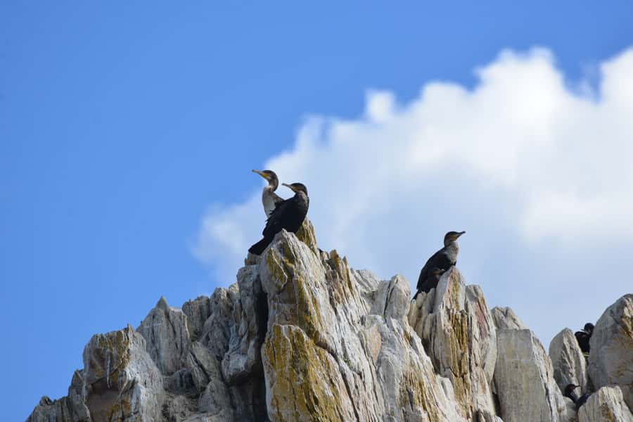 Knysna: Marine Life & Garden Route Coastline Tour - Practical ways to make the ride better
