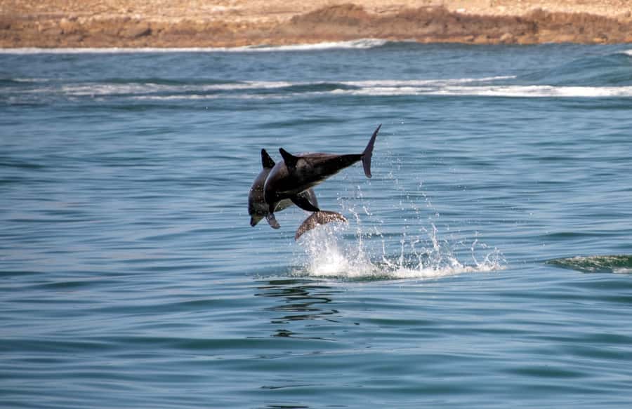 Knysna: Marine Life & Garden Route Coastline Tour - Reading the Knysna Heads from the water