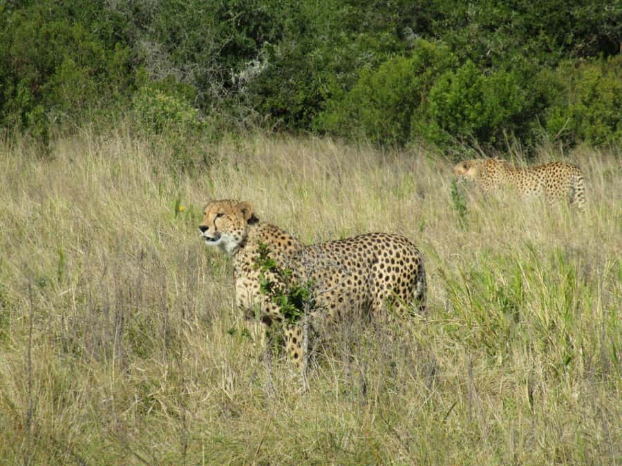 KRAGGA KAMMA GAME PARK - A quick safari from Port Elizabeth