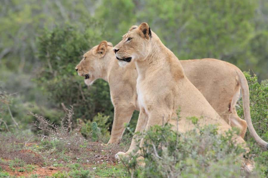 KRAGGA KAMMA GAME PARK - From city pickup to the park entrance