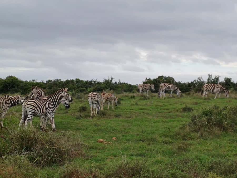 KRAGGA KAMMA GAME PARK - The animals you are most likely hoping to see