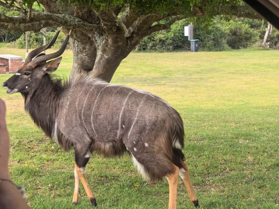 Kragga Kamma Game Park 4x4 & BBQ LUNCH - A close-to-town safari with a real wildlife payoff