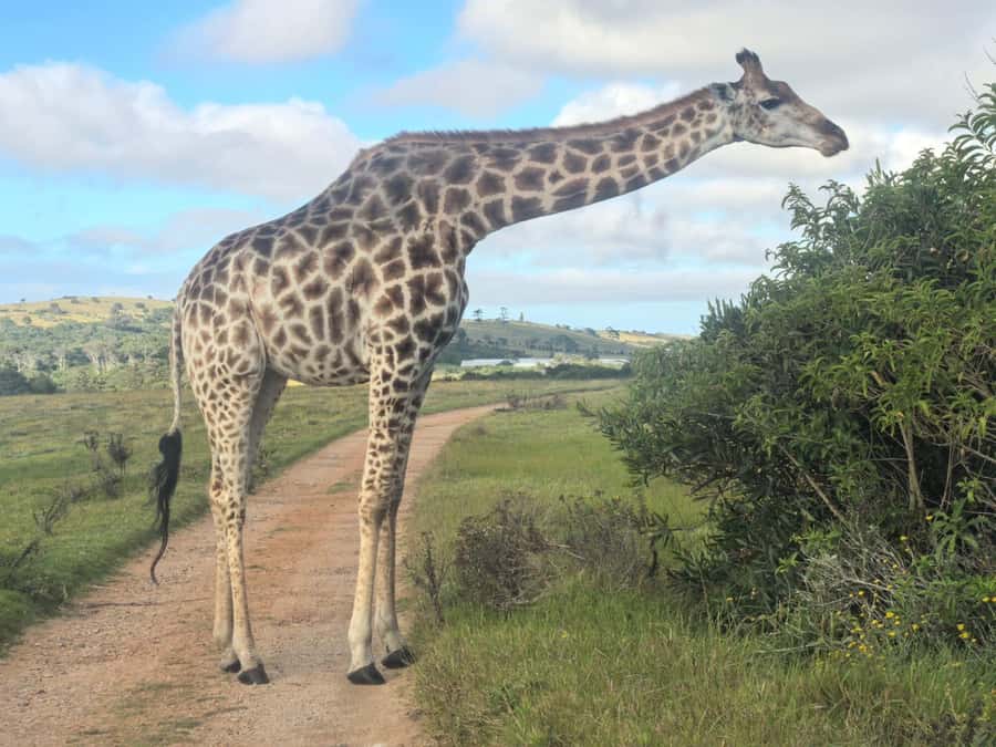 Kragga Kamma Game Park 4x4 & BBQ LUNCH - Switching to the open safari vehicle