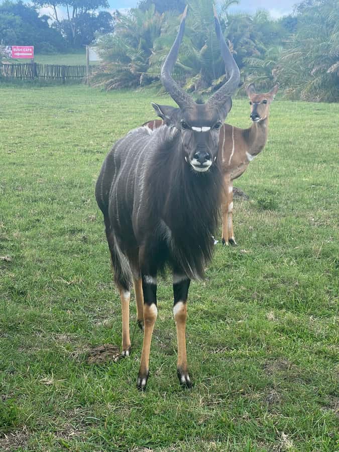 Kragga Kamma Game Park 4x4 & BBQ LUNCH - Who will enjoy this safari most?
