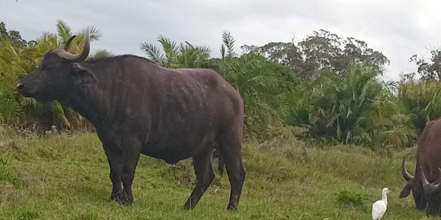 KRAGGA KAMMA GAME PARK - Guides can turn a simple drive into a better visit