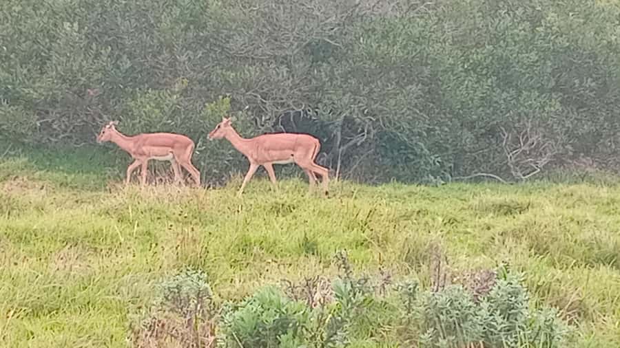 KRAGGA KAMMA GAME PARK - Snacks, picnic extras, and the missing lunch