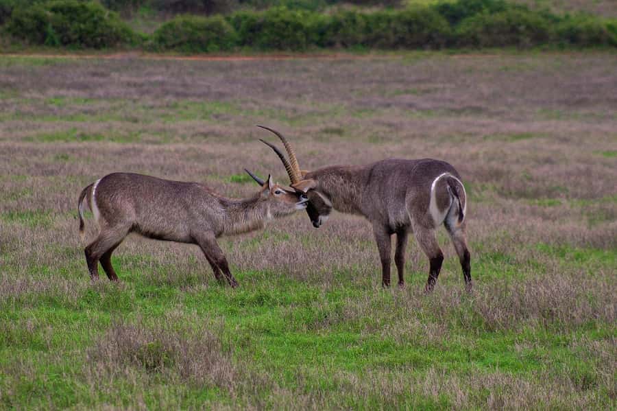 Kragga Kamma Game Park - Timing problems can affect the day