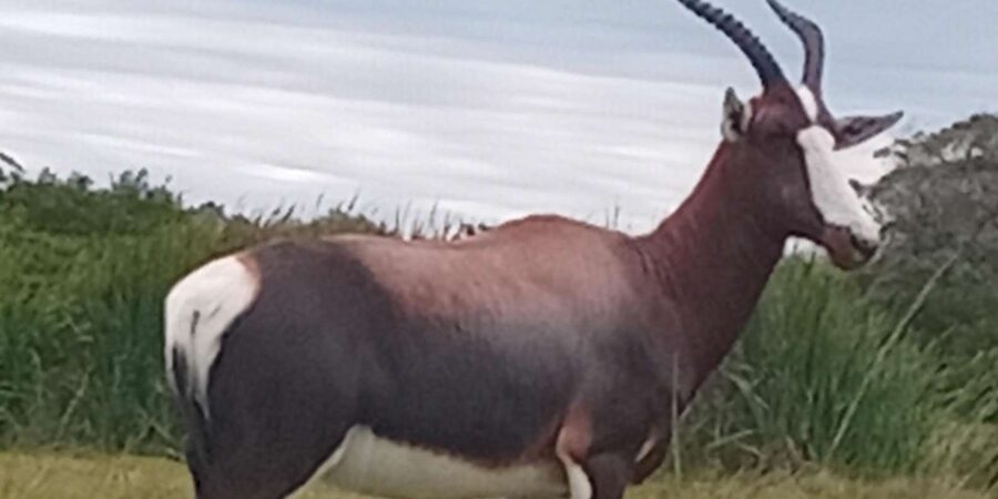 Kragga Kamma Game Park - Photography and comfort in the vehicle