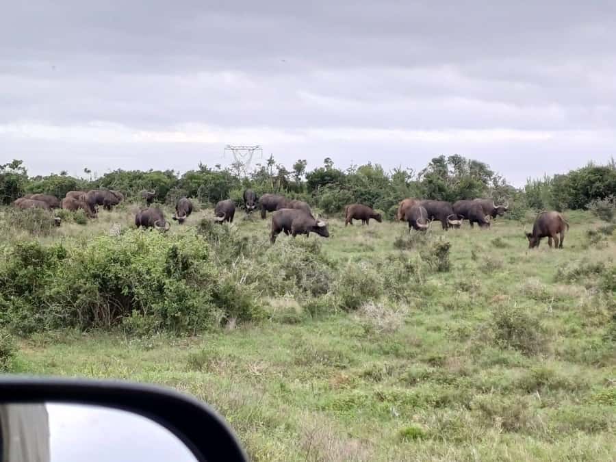 KRAGGA KAMMA GAME PARK - What the three-hour drive feels like