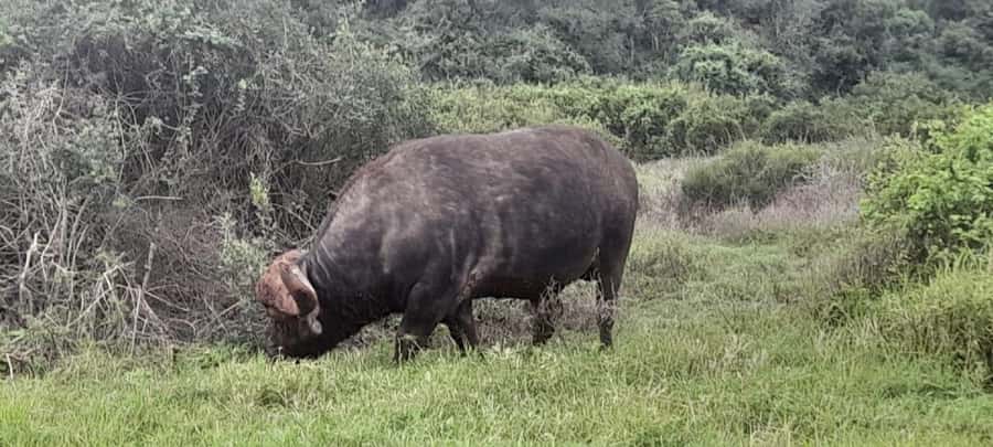 Kragga Kamma Safaris And Shore Excursions - Why this short safari earns a place in your Port Elizabeth plans