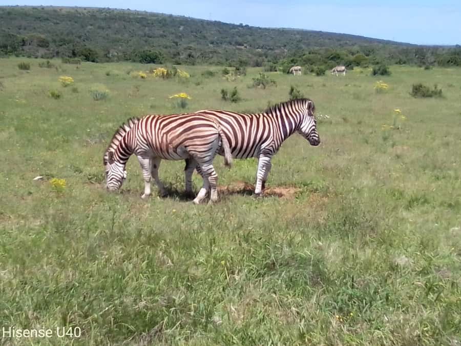 Kragga Kamma Safaris And Shore Excursions - A real wildlife outing close to Port Elizabeth