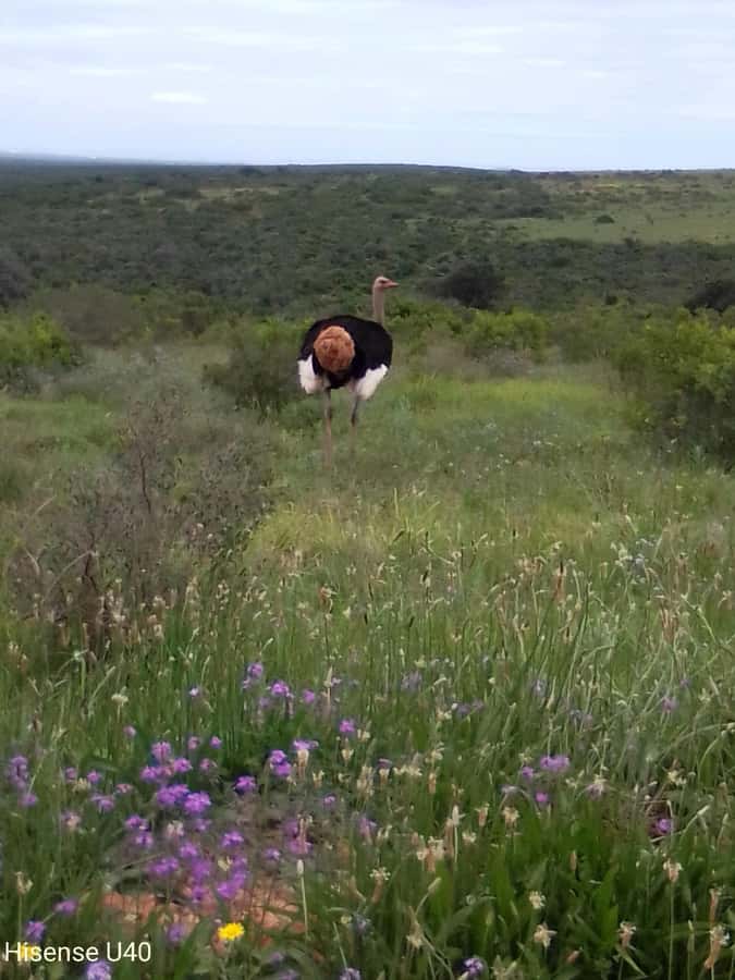 Kragga Kamma Safaris And Shore Excursions - What you can see among the forest and grassland