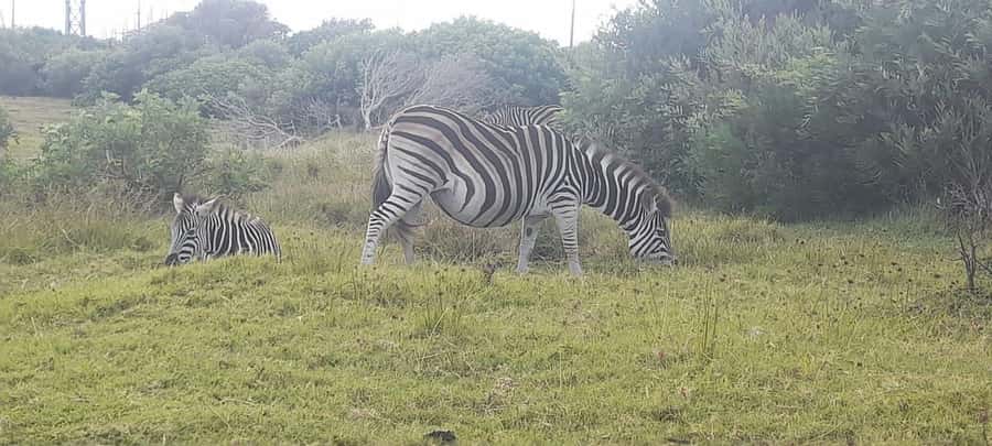 Kragga Kamma Safaris And Shore Excursions - From Port Elizabeth to the park in a jeep or SUV