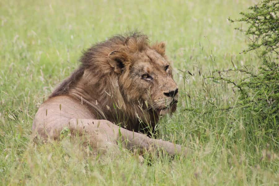 Kruger National Park: 3 Day Safari Tour - Day 2: A full day inside Kruger National Park