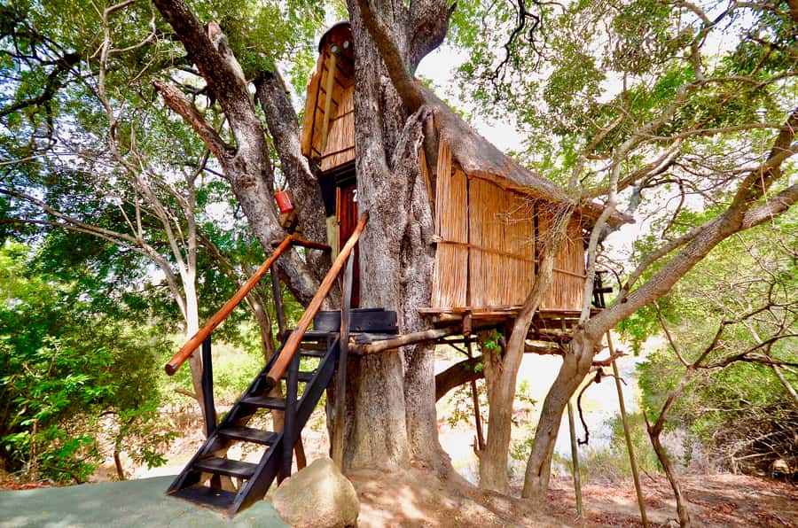 Kruger National Park: 3-Day Safari Tour and Treehouse Stay - Day 2: A full safari in Kruger National Park