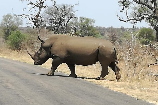 Kruger National Park 3 Days Best Ever Safari from Cape Town - Cape Town departure and the flight north