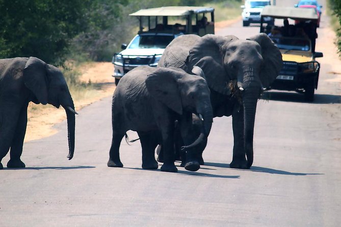 Kruger National Park 3 Days Best Ever Safari from Cape Town - The five-hour afternoon game drive