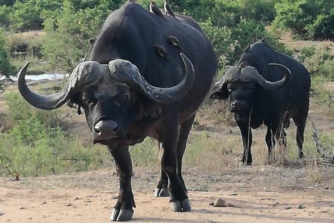 Kruger National Park 3 Days Best Ever Safari from Cape Town - Tembo Guest Lodge: useful base, modest setting