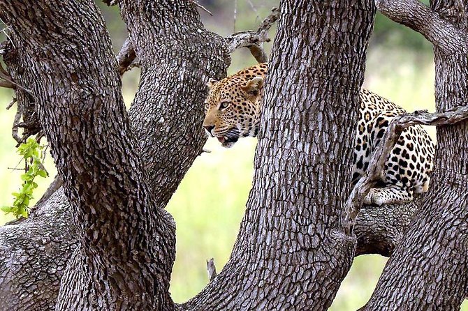 Kruger National Park 3 Days Best Ever Safari from Cape Town - The early morning drive on day three