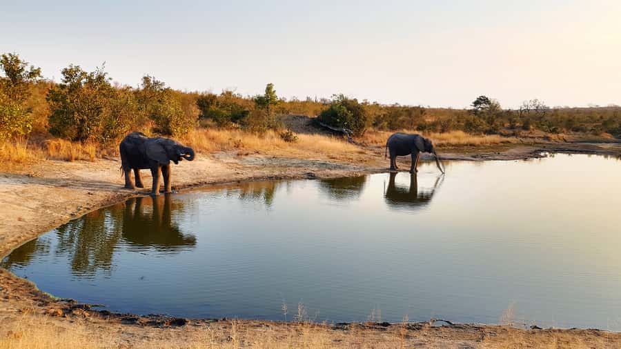 Kruger National Park: 3-Hour Walking Safari - Why walking in Kruger changes the experience