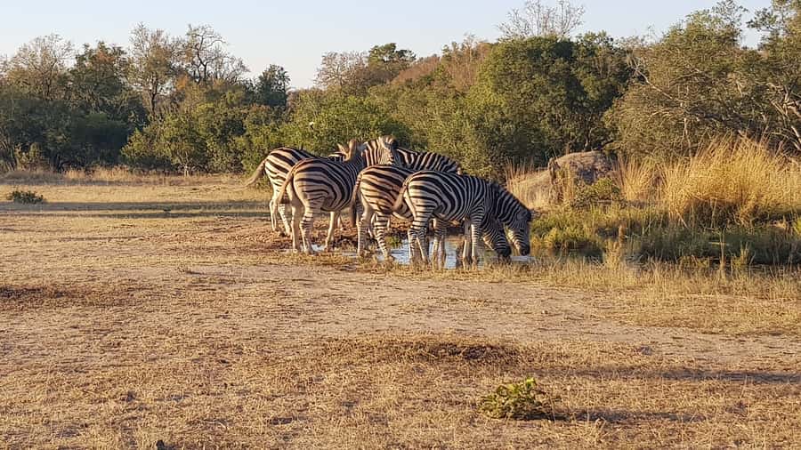 Kruger National Park: 3-Hour Walking Safari - The safari-vehicle ride into Kruger