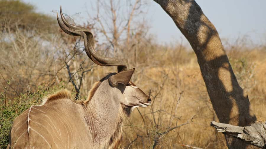 Kruger National Park: 3-Hour Walking Safari - What the small group means on the trail
