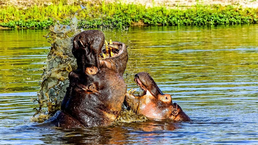 Kruger National Park: 3-Hour Walking Safari - From Hazyview hotel to the park gate