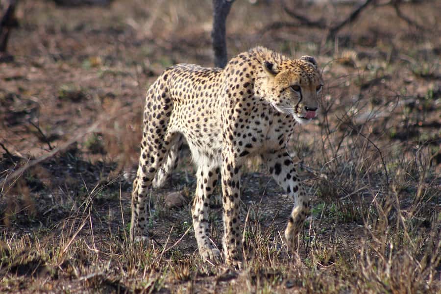Kruger National Park - 4 Day Safari Tour - Why this four-day safari works