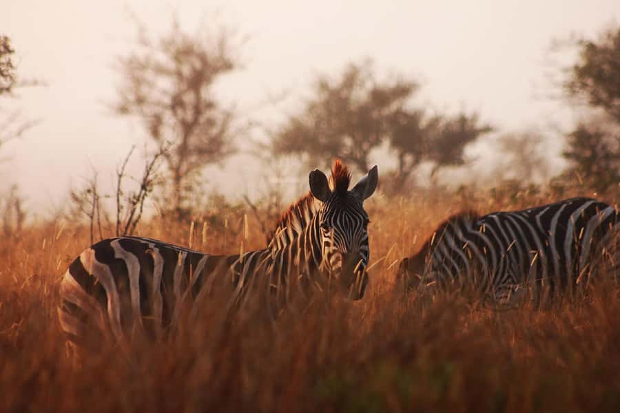 Kruger National Park - 4 Day Safari Tour - The private reserve sunset drive