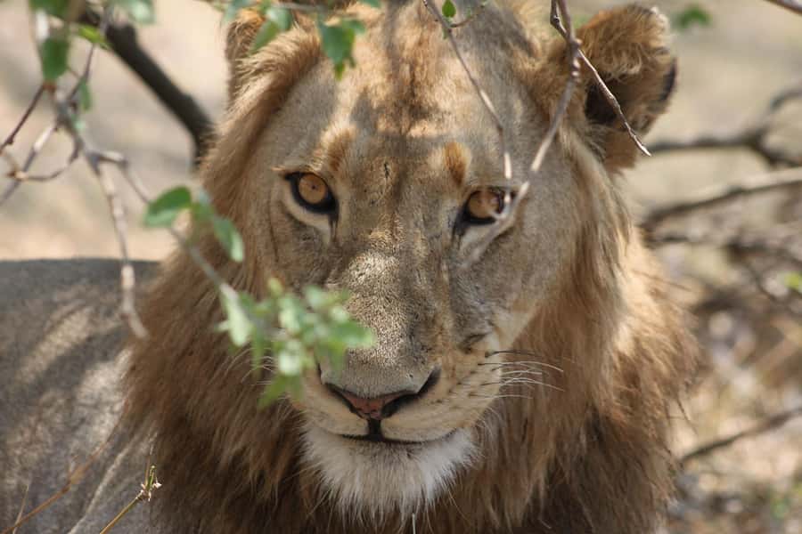 Kruger National Park - 4 Day Safari Tour - Day 1: Six hours from Johannesburg to Hoedspruit
