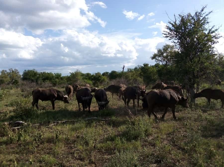 Kruger National Park: 4-Day Ultimate Safari Tour - From Johannesburg to Blyde River Canyon