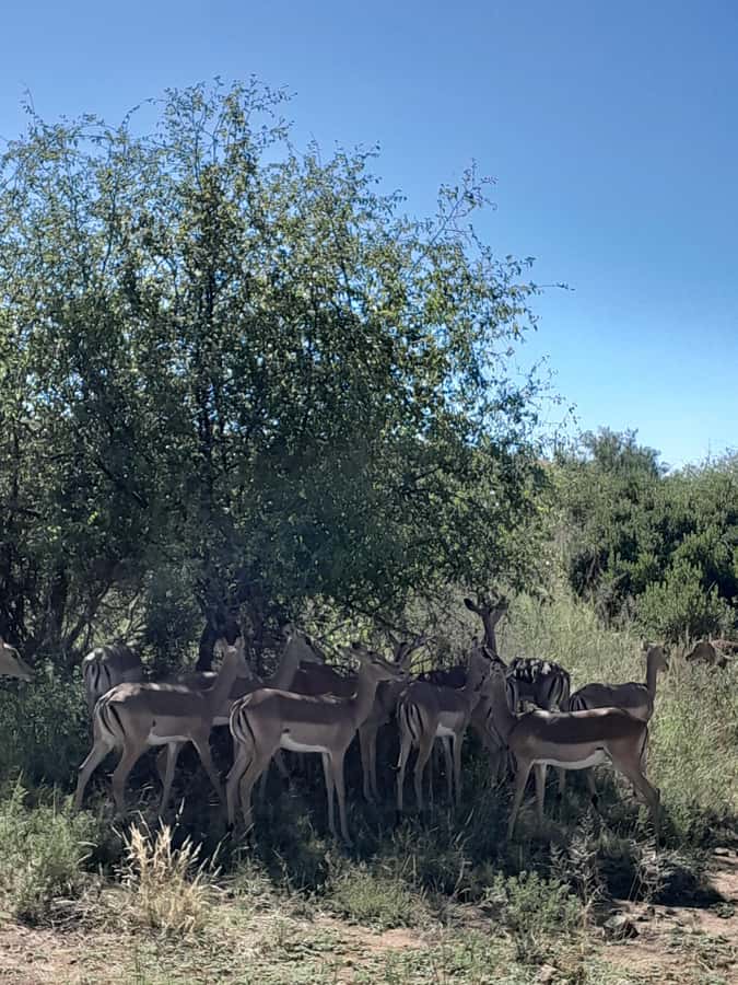 Kruger National Park: 4-Day Ultimate Safari Tour - The long game-drive days on days two and three