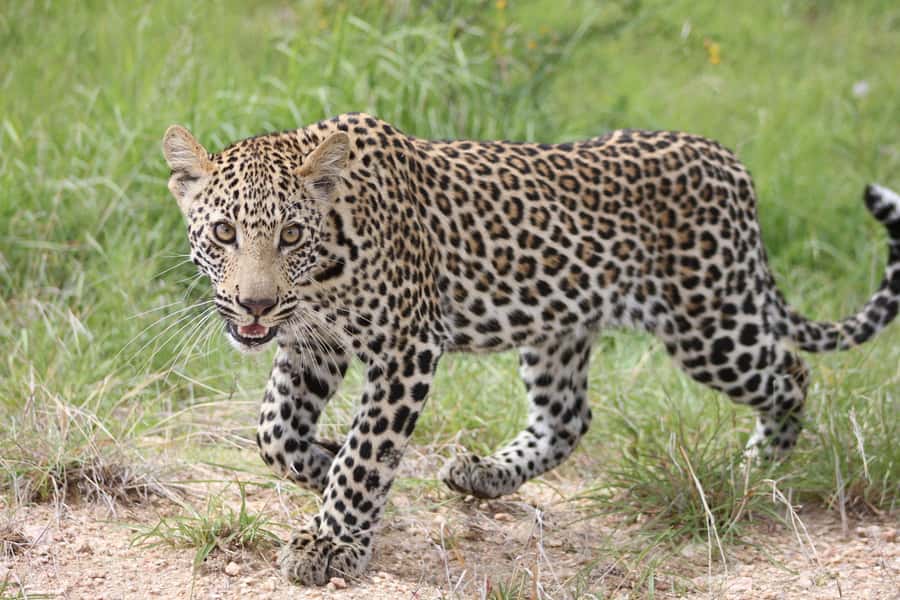 Kruger National Park - 5 Day Safari Tour - Day 2: A full day inside Kruger National Park