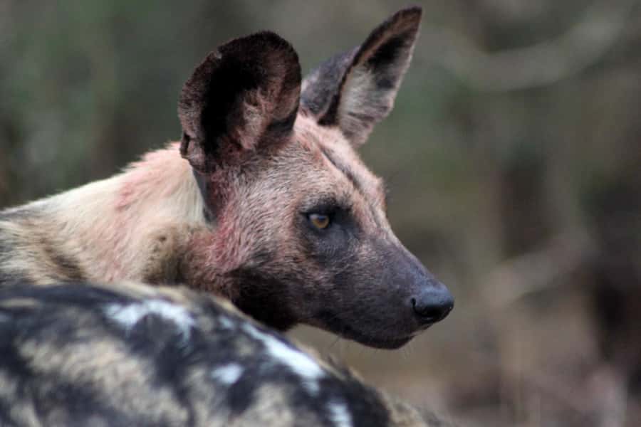 Kruger National Park - 5 Day Safari Tour - Day 4: A second full day of Kruger wildlife