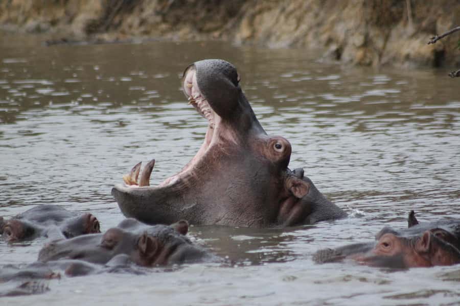 Kruger National Park - 5 Day Safari Tour - Day 1: Johannesburg to Hoedspruit and a sunset start