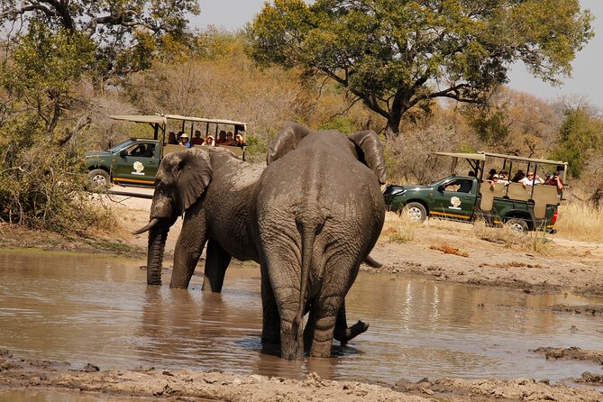 Kruger National Park Afternoon Private safari - Why an afternoon safari from Hazyview works