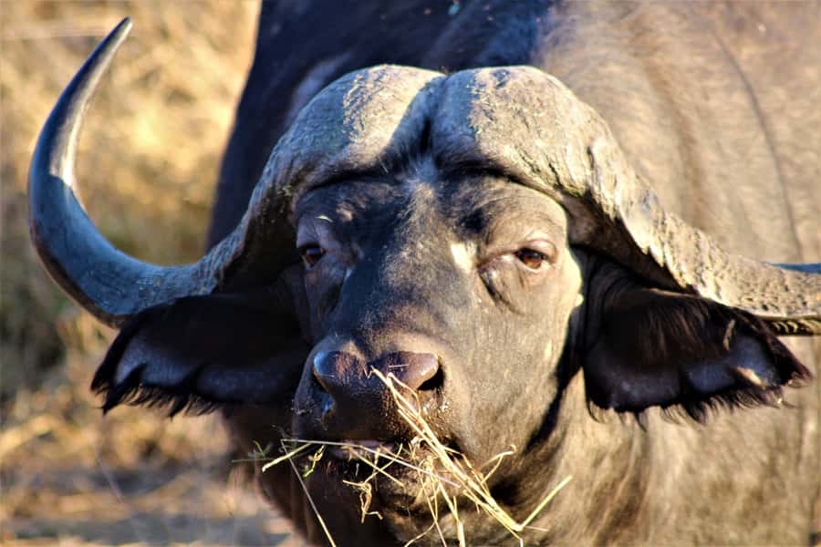 Kruger National Park Afternoon Safari - Key points at a glance