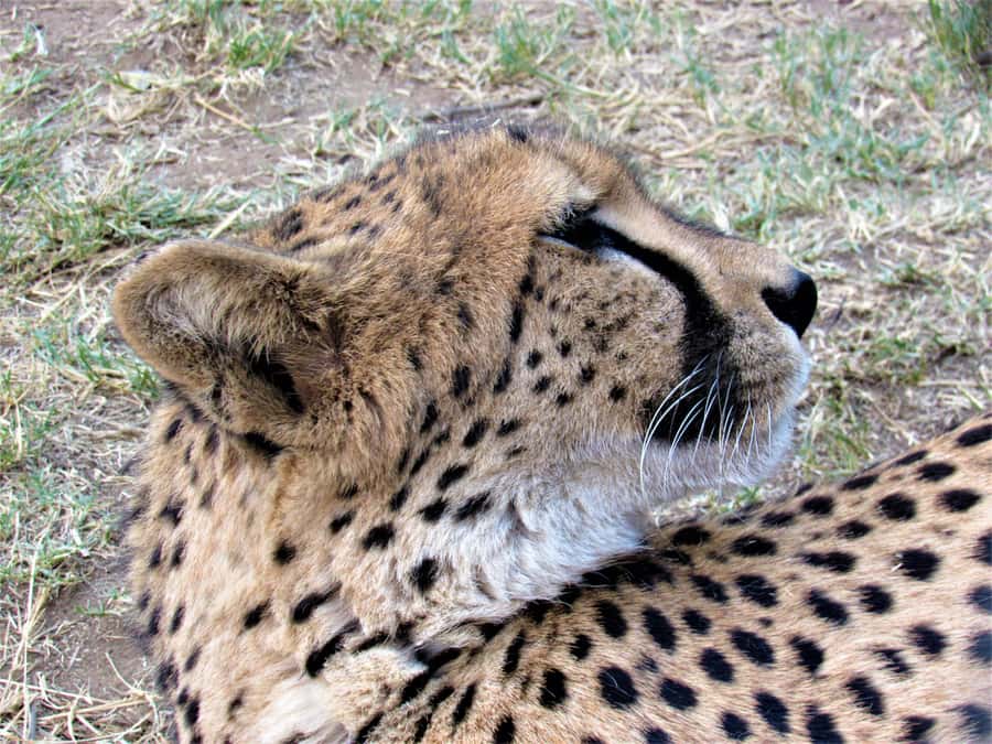 Kruger National Park Afternoon Safari - Choosing the right safari vehicle