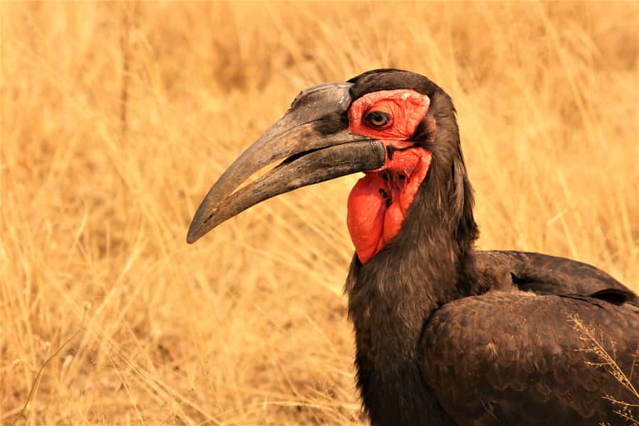 Kruger National Park Afternoon Safari - What you may see along the drive