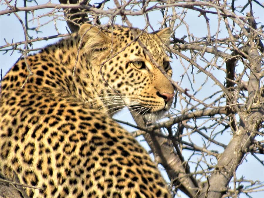 Kruger National Park Afternoon Safari - Why the short duration is the main concern