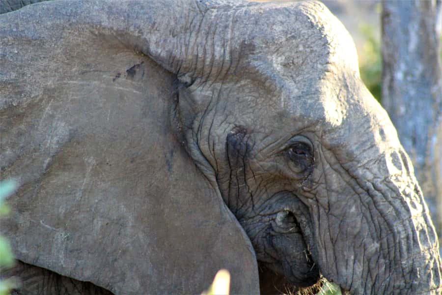 Kruger National Park Afternoon Safari - Is $100 good value?